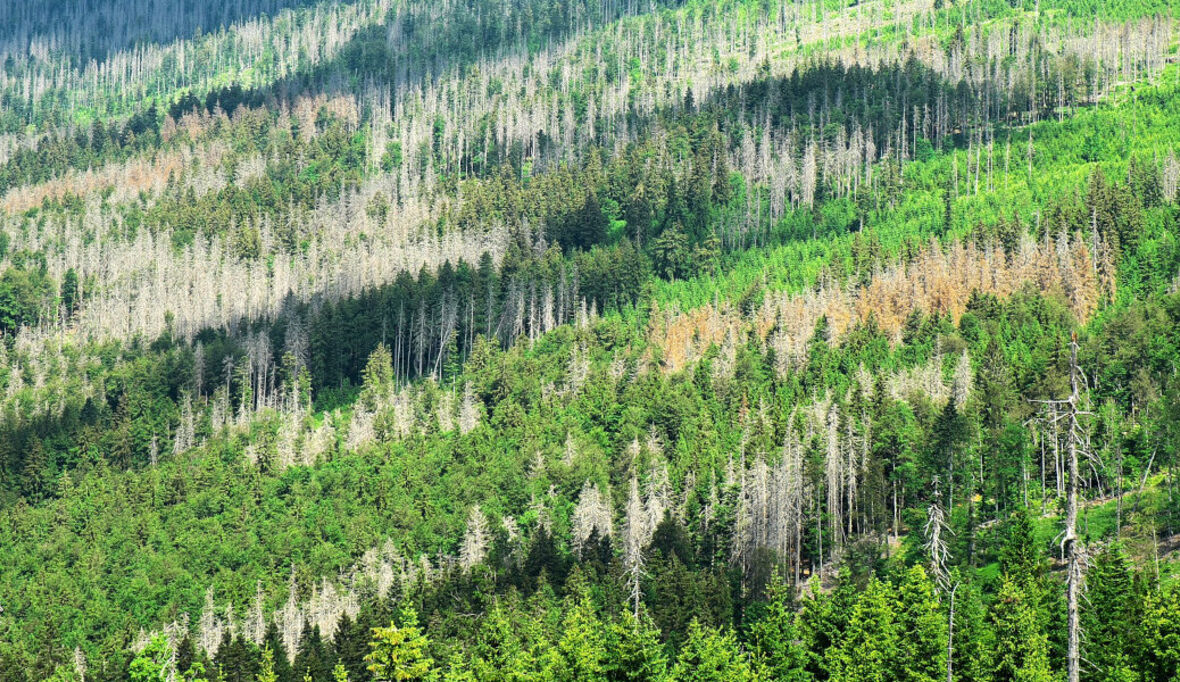 Wie können Wälder klimafit wieder aufgeforstet werden?