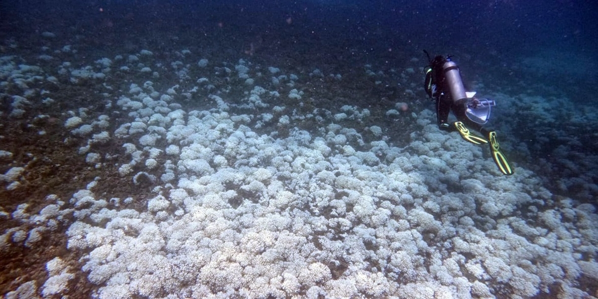Zustand der Korallenriffe im Pazifik verschlechtert sich weiter