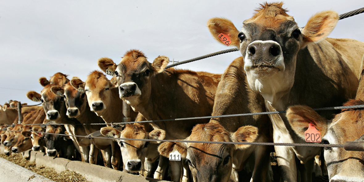Landwirtschaft: Tierwohl und Umweltschutz dürfen sich nicht ausschließen