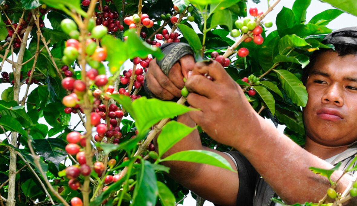 Podcast: Bedroht der Klimawandel den Kaffeeanbau?