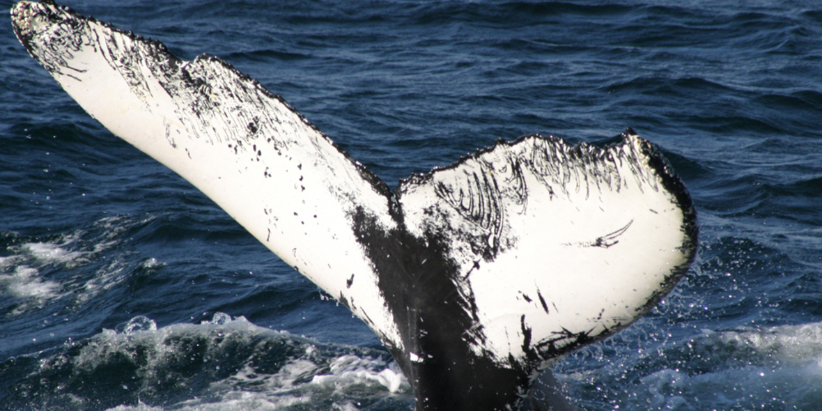 Japanische Walfänger setzen Jagd in der Antarktis fort