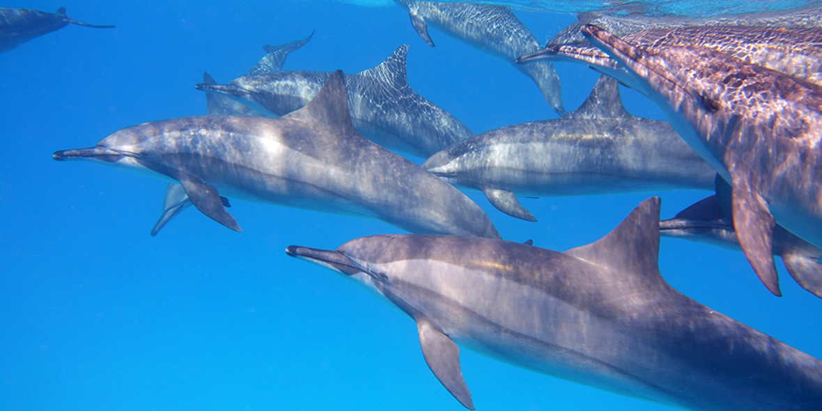 Delfinhaut inspiriert zu neuen Rumpfbeschichtungen