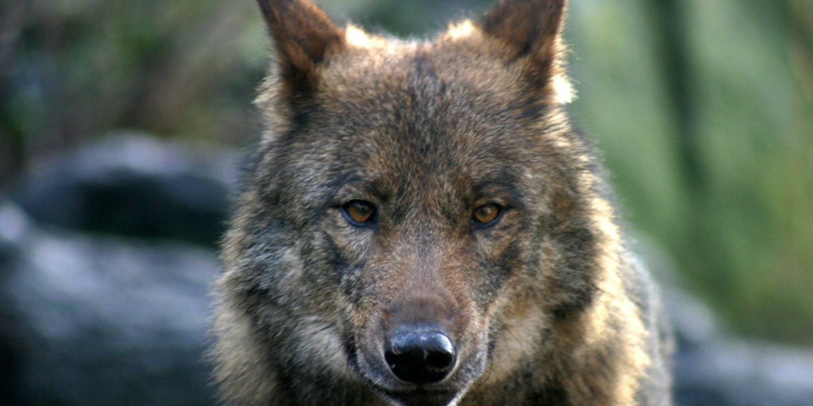 Internetportal des Bundes zum Wolf in Deutschland geht online