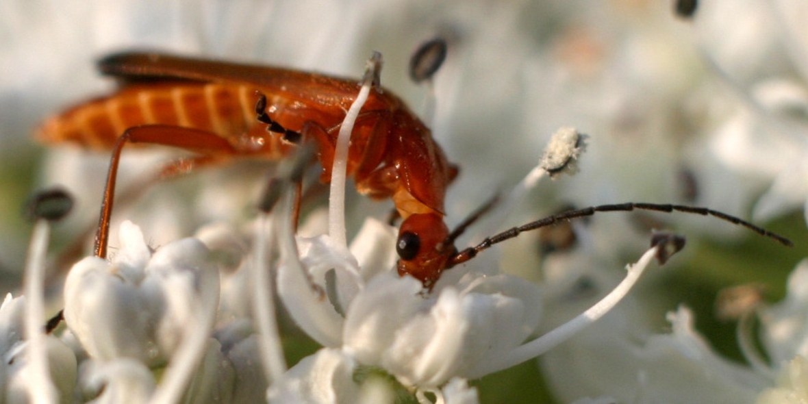 Insektensterben: Daten fehlen