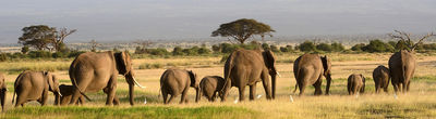 Eine Herde Elefanten in der Savanne von Namibia