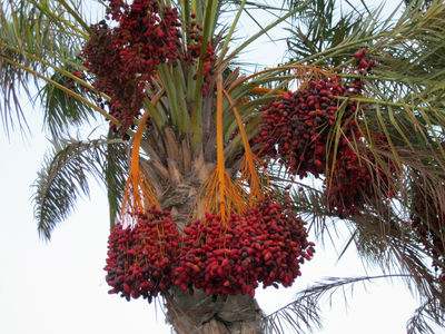 Palmen mit rotem Fruchtstand