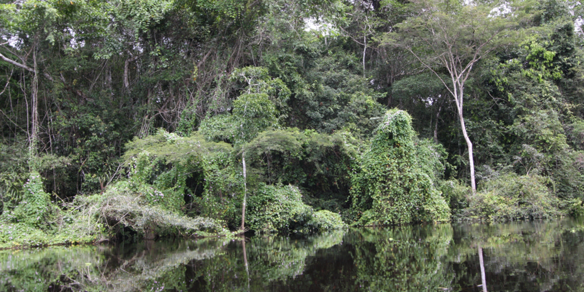 Teufelskreis aus Dürre und Waldverlust am Amazonas