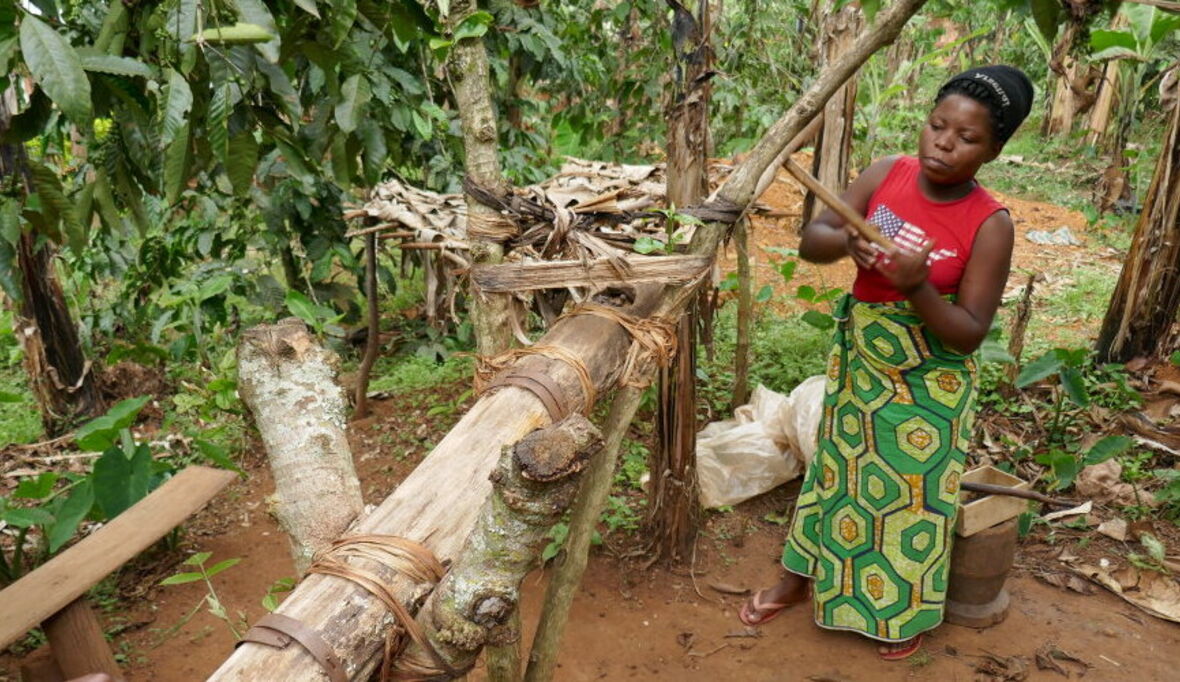 Klimawandel beeinträchtigt Afrikas Kaffeeplantagen