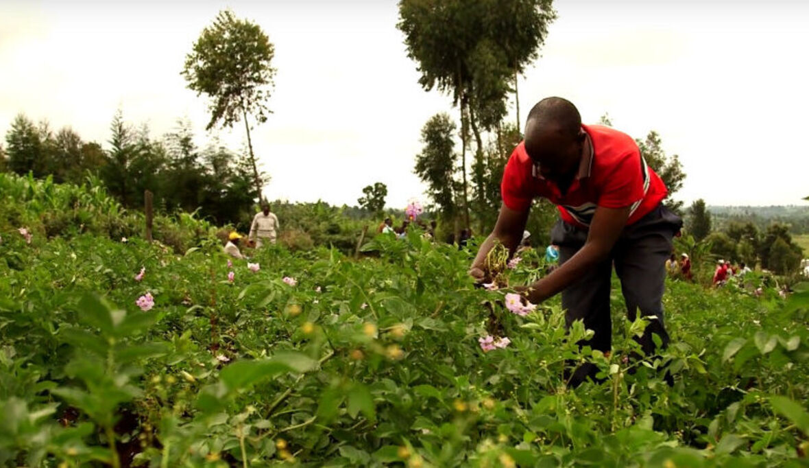 Wie Agrarforscher gegen Armut und Hunger kämpfen