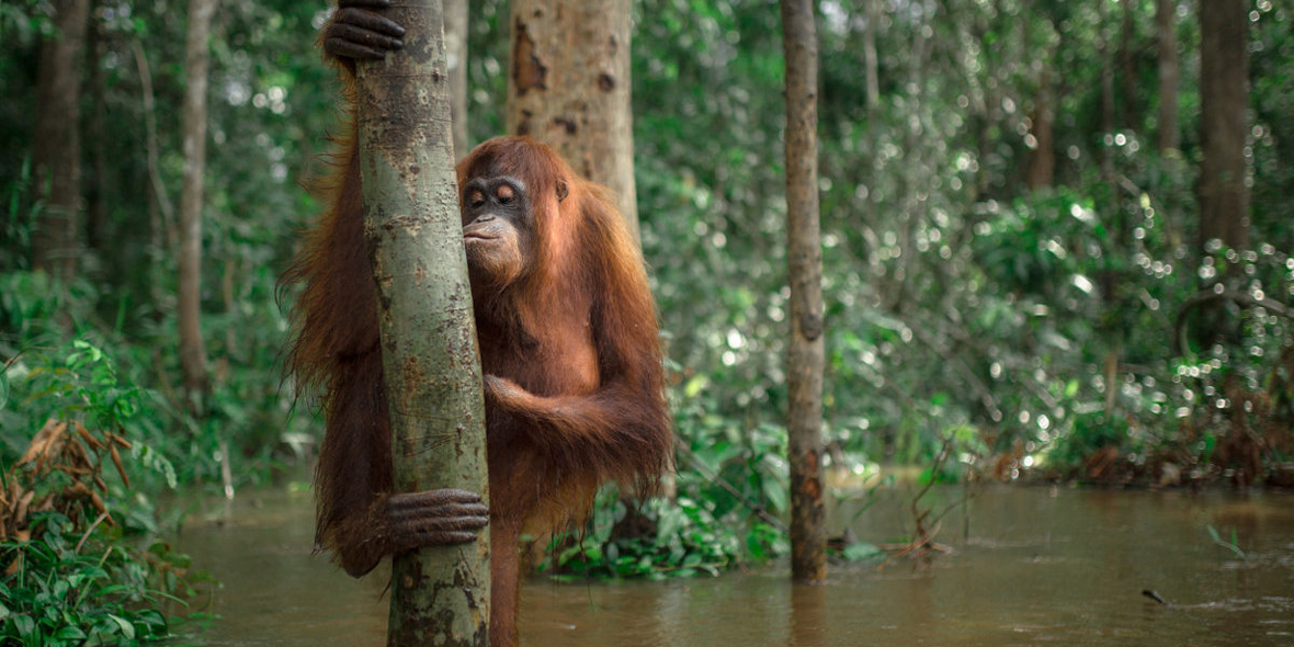 Wird es den Orang-Utan in 30 Jahren noch geben?