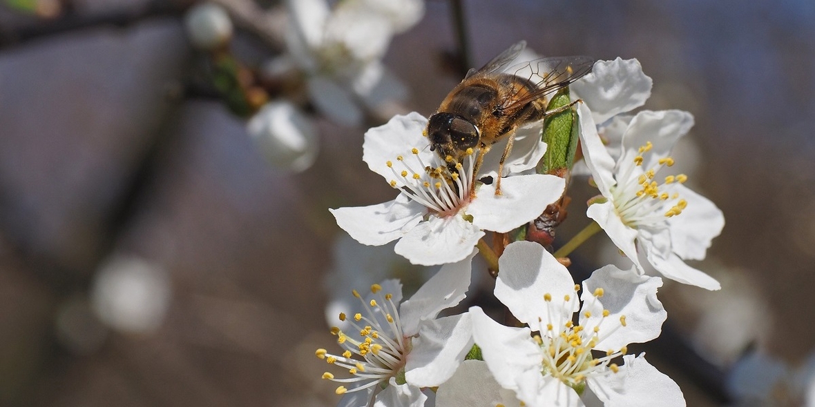 Schutz der Insektenvielfalt: Empfehlungen für Naturschutzgebiete