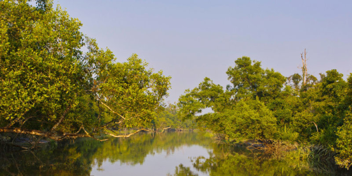 ALDI SÜD forstet Mangrovenwälder in Indien und Costa Rica auf