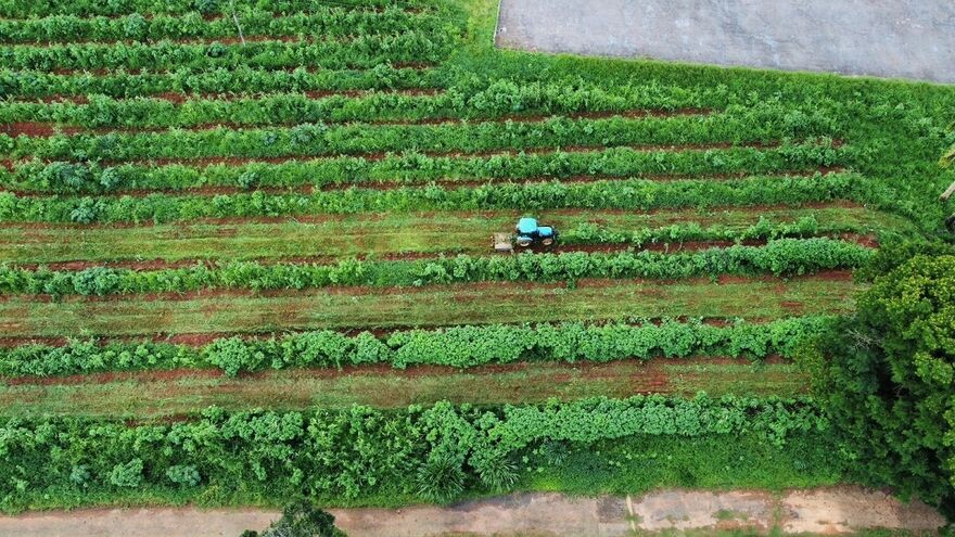 Ein Traktor bei der Arbeit auf der Plantage im Bundestaat Minas Gerais.