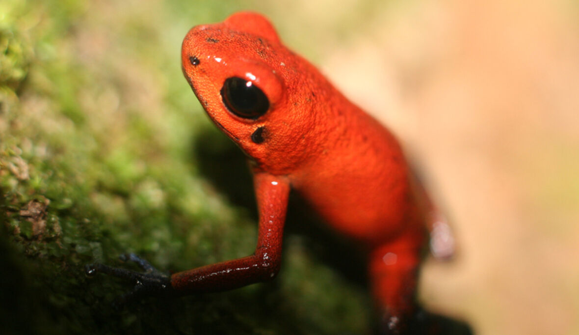 Amphibien vom Aussterben bedroht