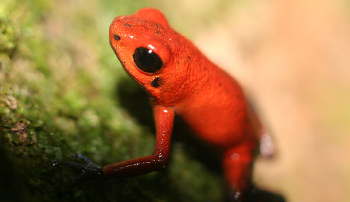 Biodiversitätsforschung muss sich an neue Herausforderungen anpassen