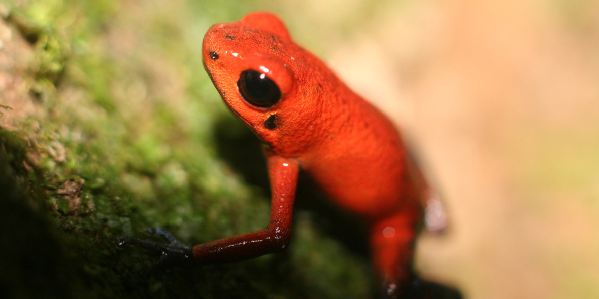 Biodiversitätsforschung muss sich an neue Herausforderungen anpassen