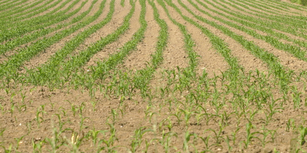 Land- und Forstwirtschaft heizen Klimawandel an