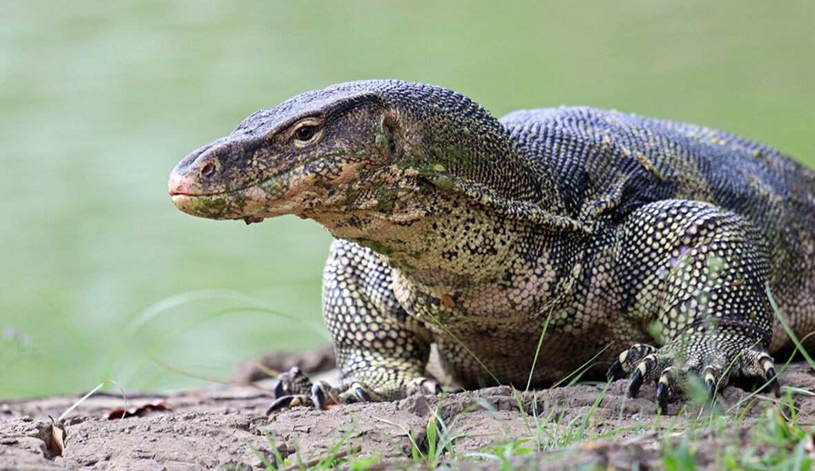 Erhalt der Artenvielfalt anschaulich erklärt: Dossier der Leopoldina zu zentralen Fragen der Biodiversität