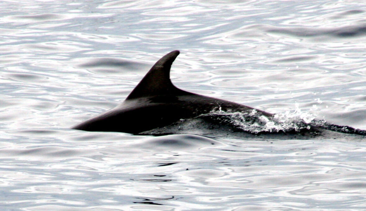 Sea Shepherd Global startet Operation Bloody Fjords