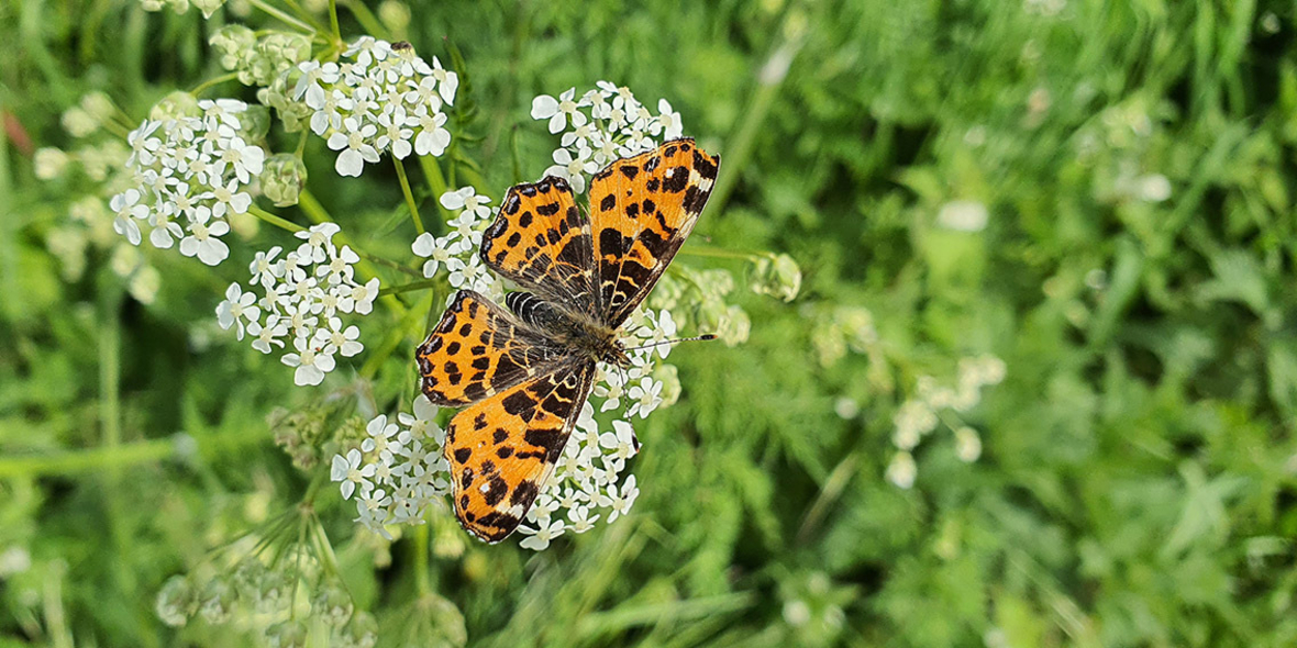 Die Natur braucht uns nicht