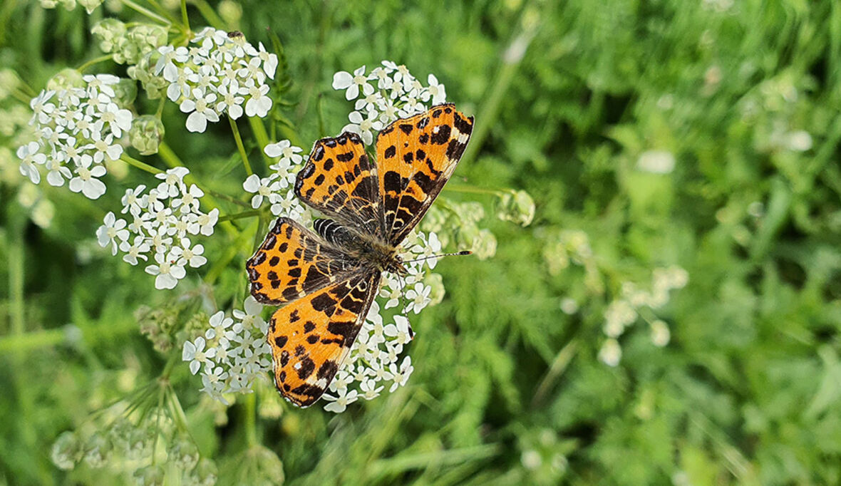 Die Natur braucht uns nicht