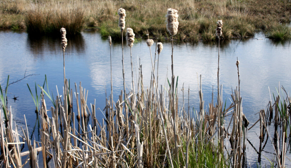 Moore Mecklenburg-Vorpommerns sind Klimaschützer