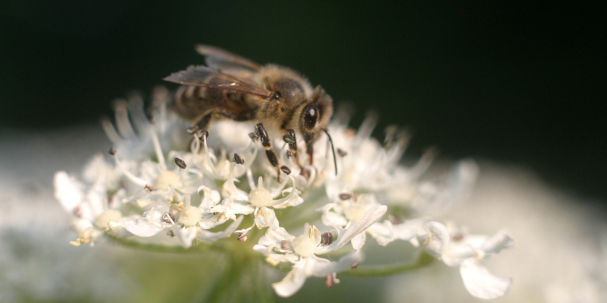 Geobee: Bienenschutz-Portal ist online