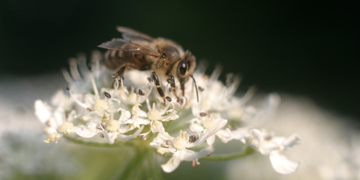 Plastikverschmutzung schädigt Bienen