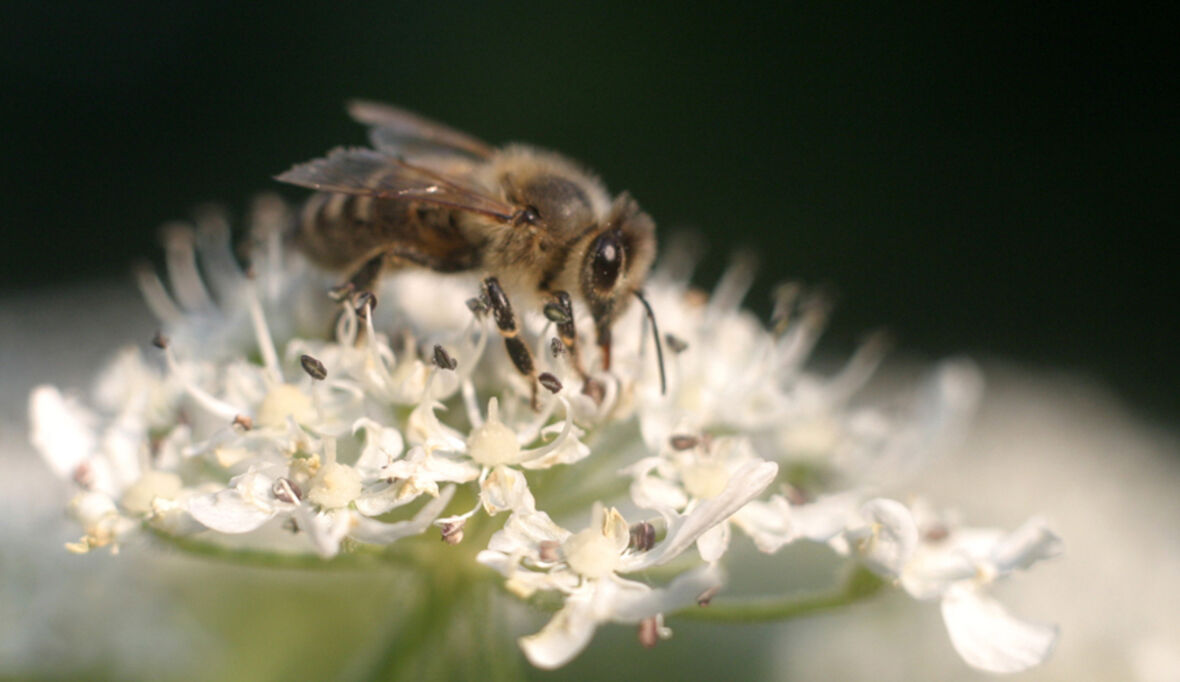 Geobee: Bienenschutz-Portal ist online