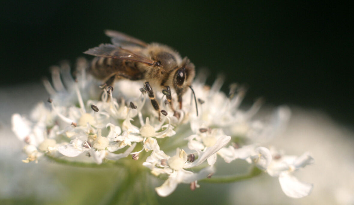 Plastikverschmutzung schädigt Bienen