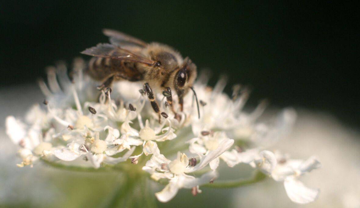 Neue Wildbienenart im Rheinland entdeckt