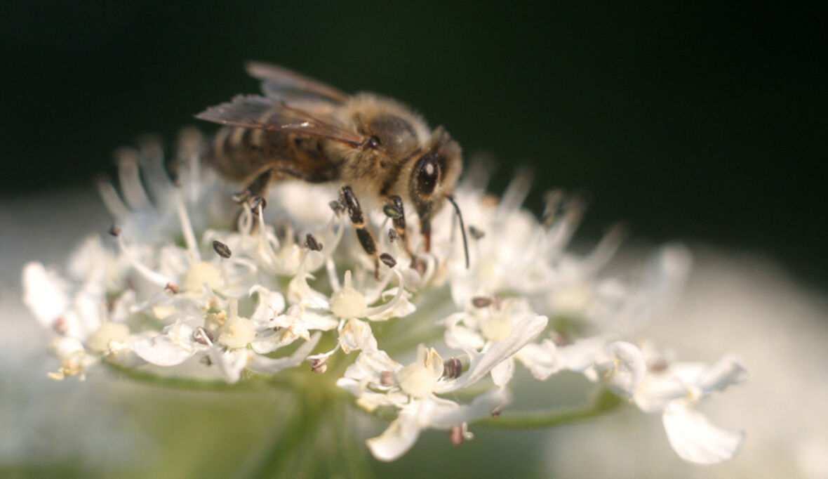 Audi-Umweltstiftung veröffentlicht Bienenbuch