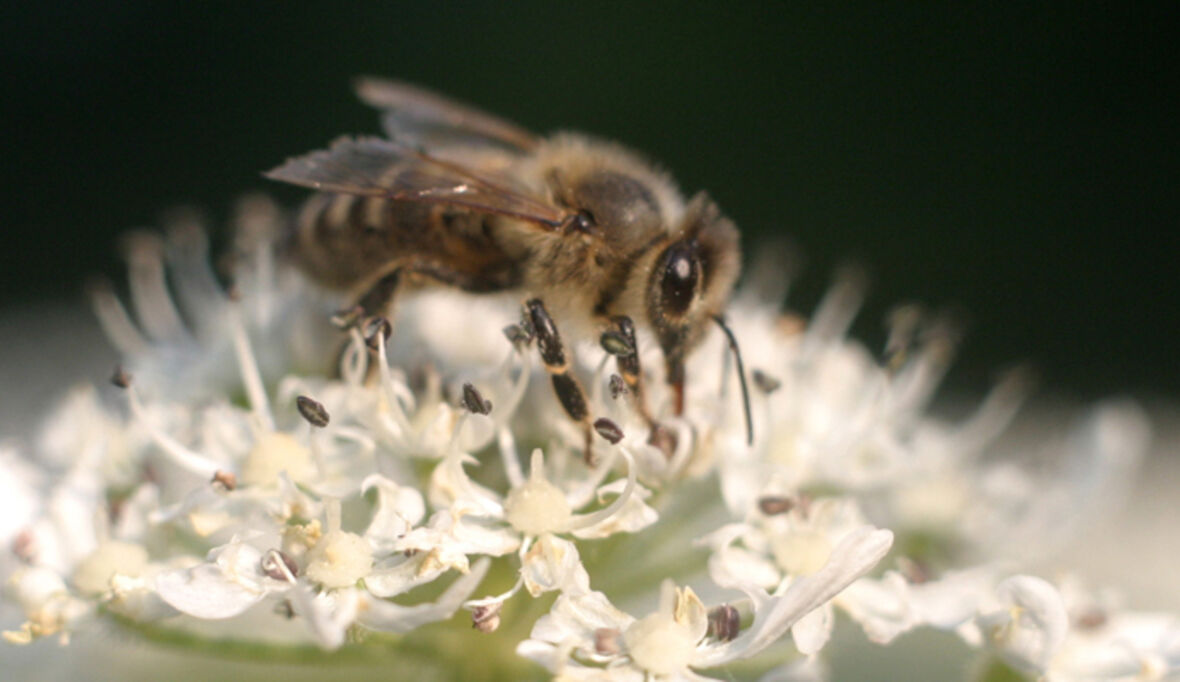 Blütenparadies für fleißige Bienen