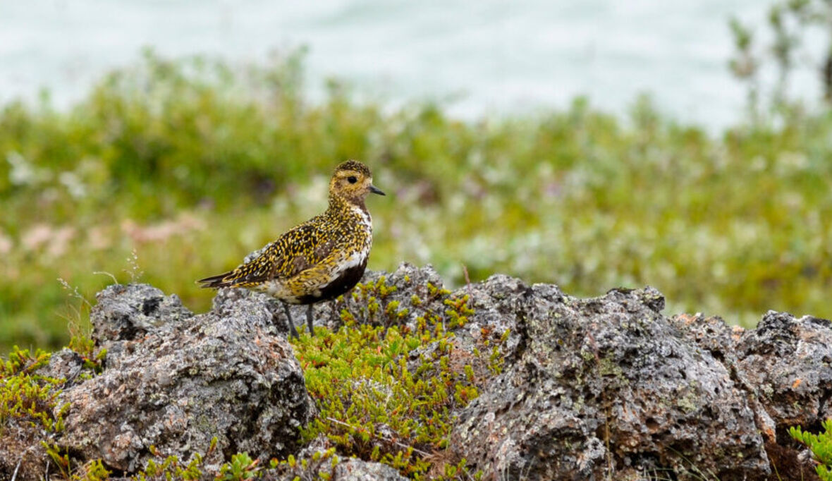 Tierwelt kapituliert vor Extremtemperaturen