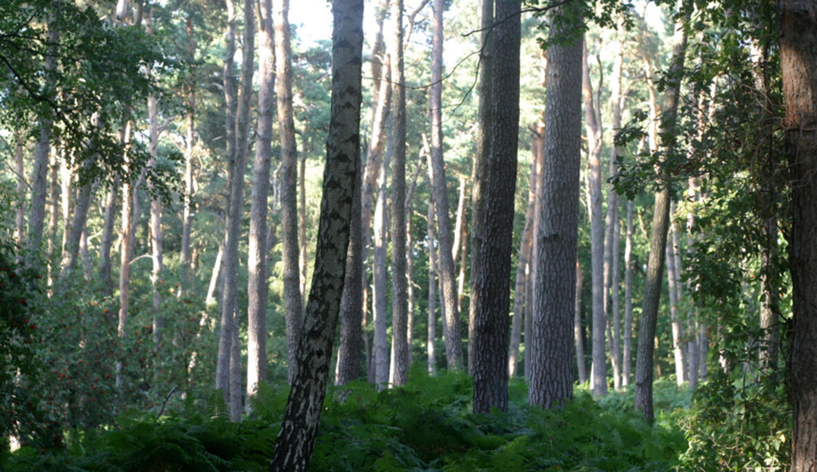 Klimawandel bedroht Wälder