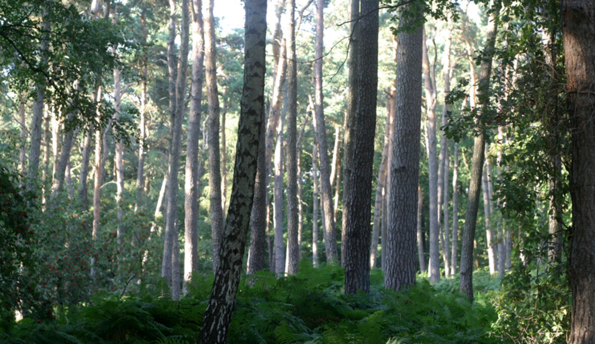 Älter, vielfältiger, aber keine CO2-Senke mehr: So steht es um Deutschlands Wälder