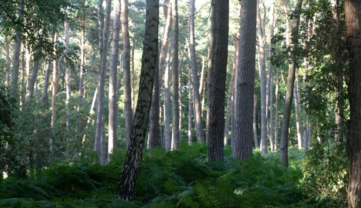 Dem Wald auf den Puls gefühlt