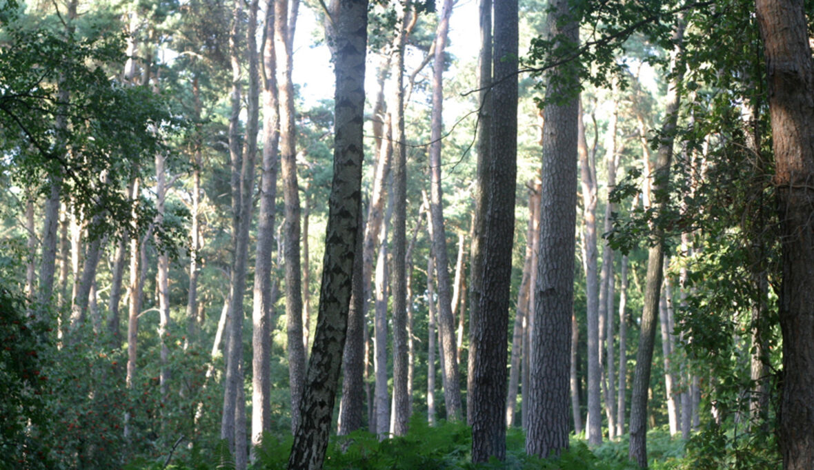 Artenreiche Wälder sollen Klimakollaps aufhalten