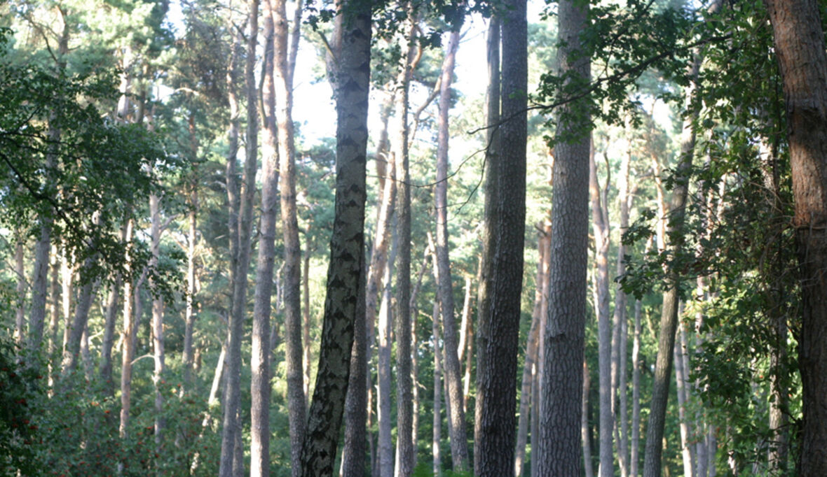 Studie: REDD+ als Instrument für nachhaltiges Waldmanagement?