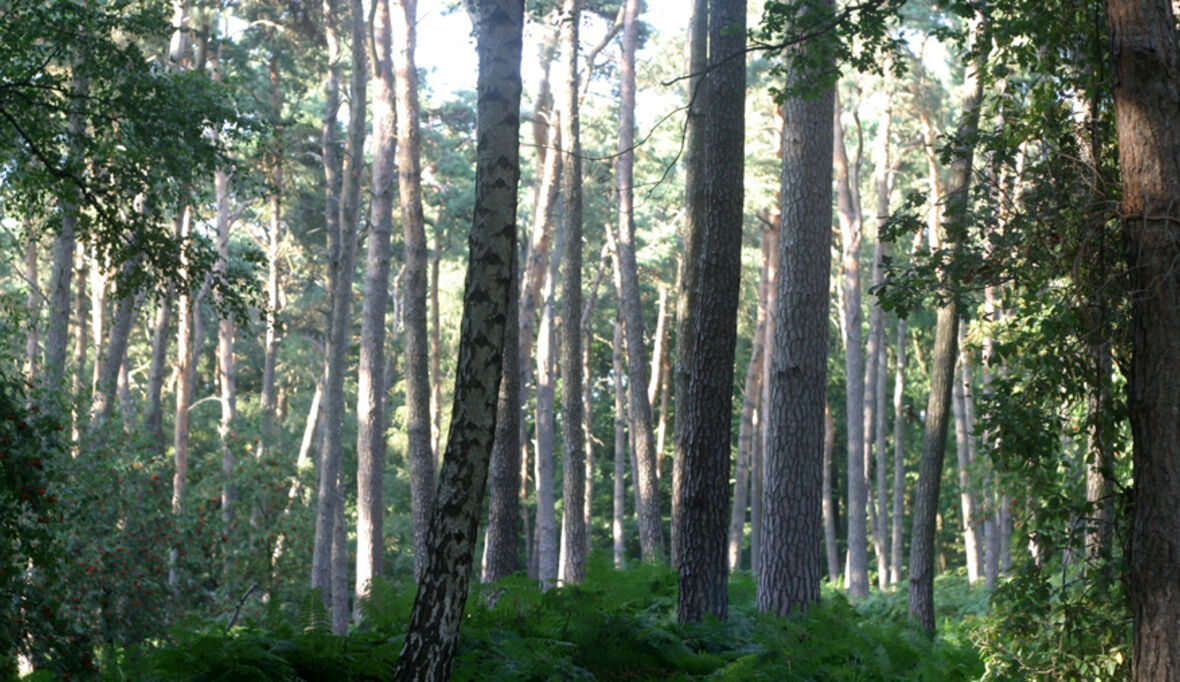 NABU: Naturnahe Wälder sind Verbündete im Kampf gegen Klimawandel