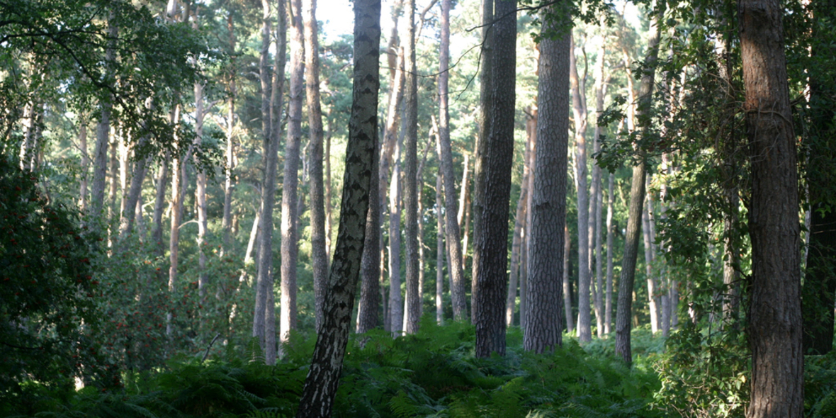 Älter, vielfältiger, aber keine CO2-Senke mehr: So steht es um Deutschlands Wälder