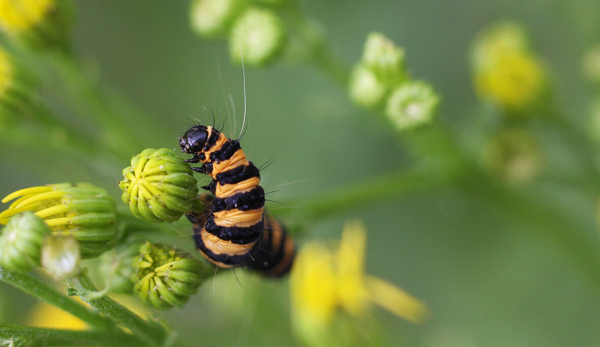 „Der Biodiversitätsverlust nimmt auf zögerliche politische Prozesse keine Rücksicht“