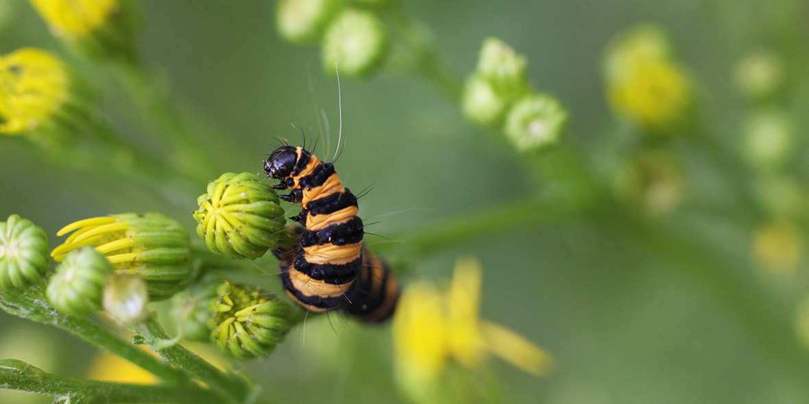 „Der Biodiversitätsverlust nimmt auf zögerliche politische Prozesse keine Rücksicht“