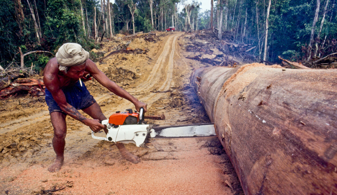 Ebolakrise bringt internationale Naturschutzpolitik in Bewegung