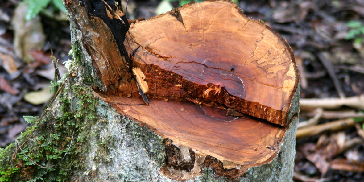 EU-Klimaziel durch Emissionen aus Land- und Waldnutzung gefährdet