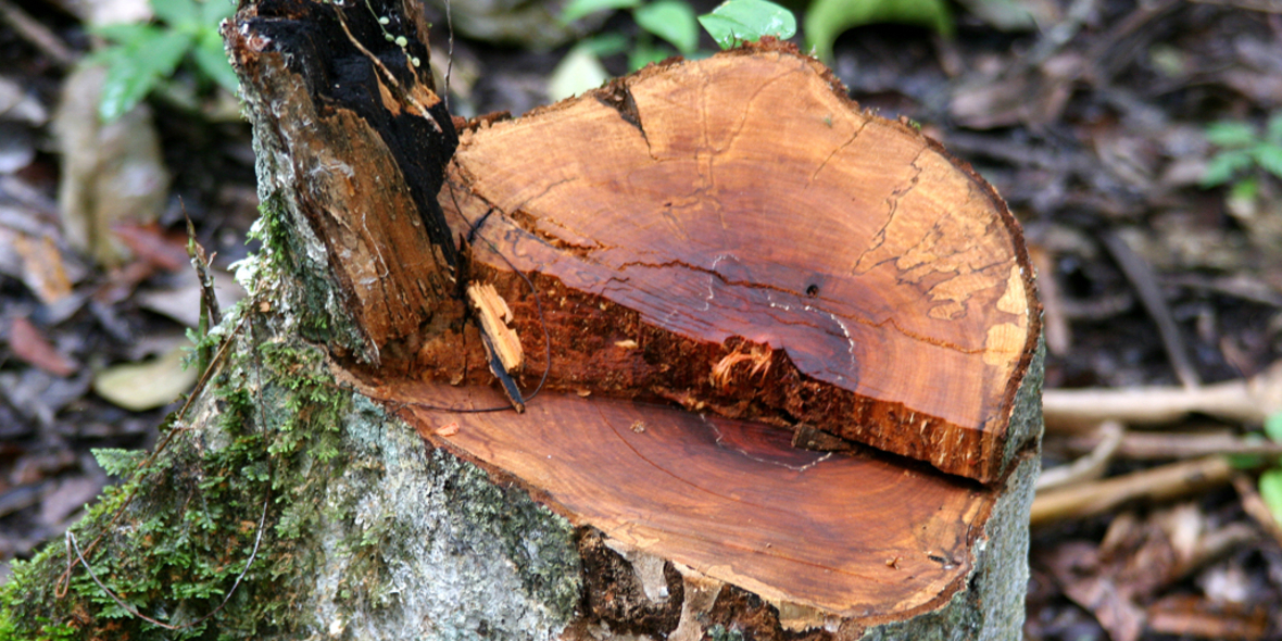 Ukraine-Krieg: Globale Holzmärkte und Umwelt in Gefahr