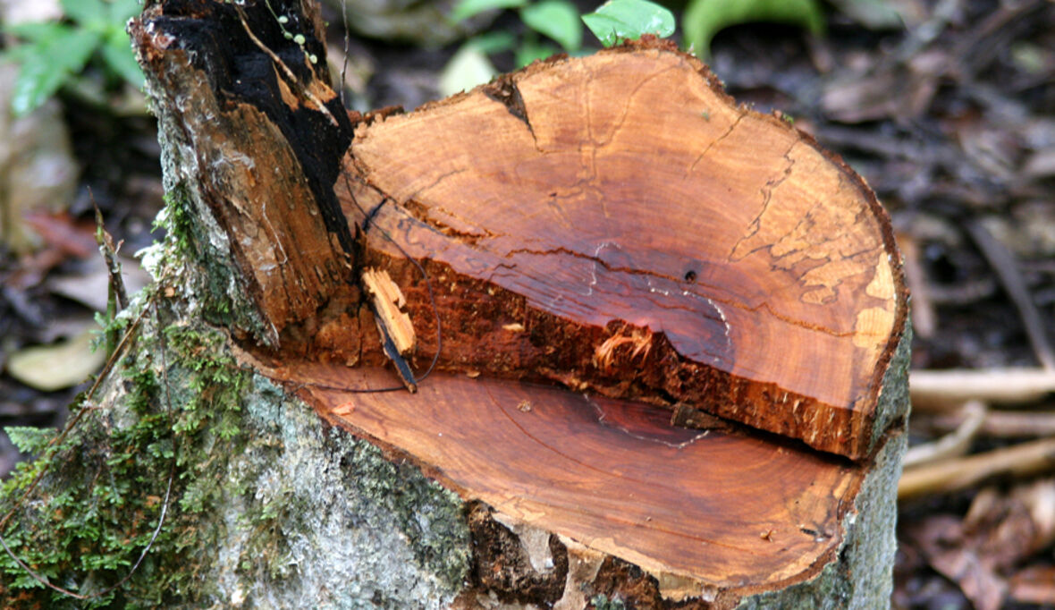 Ukraine-Krieg: Globale Holzmärkte und Umwelt in Gefahr