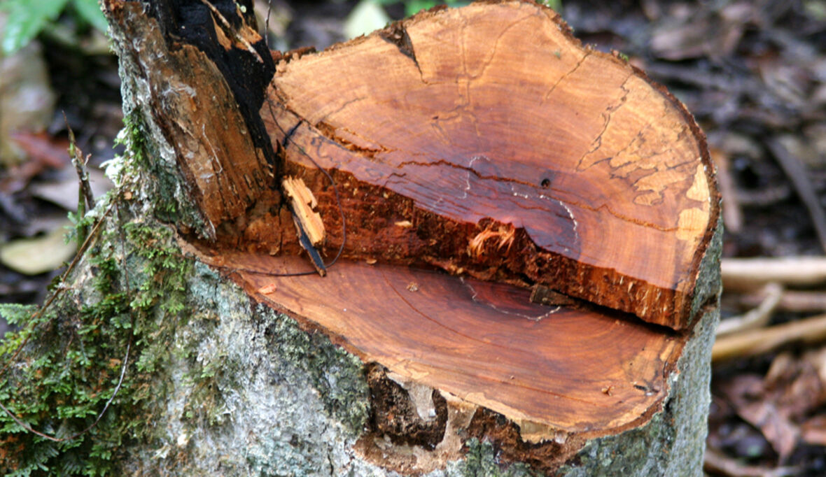 EU-Klimaziel durch Emissionen aus Land- und Waldnutzung gefährdet