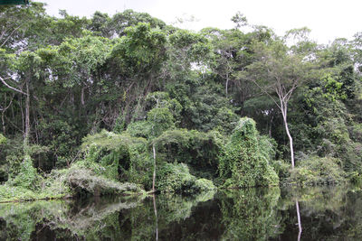 Der Regenwald spiegelt sich im Amazonas.