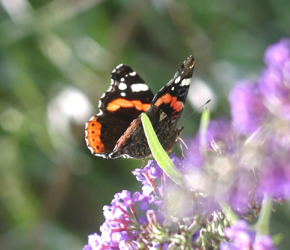 Ein Schmetterling sitzt auf einer Fliederblüte.